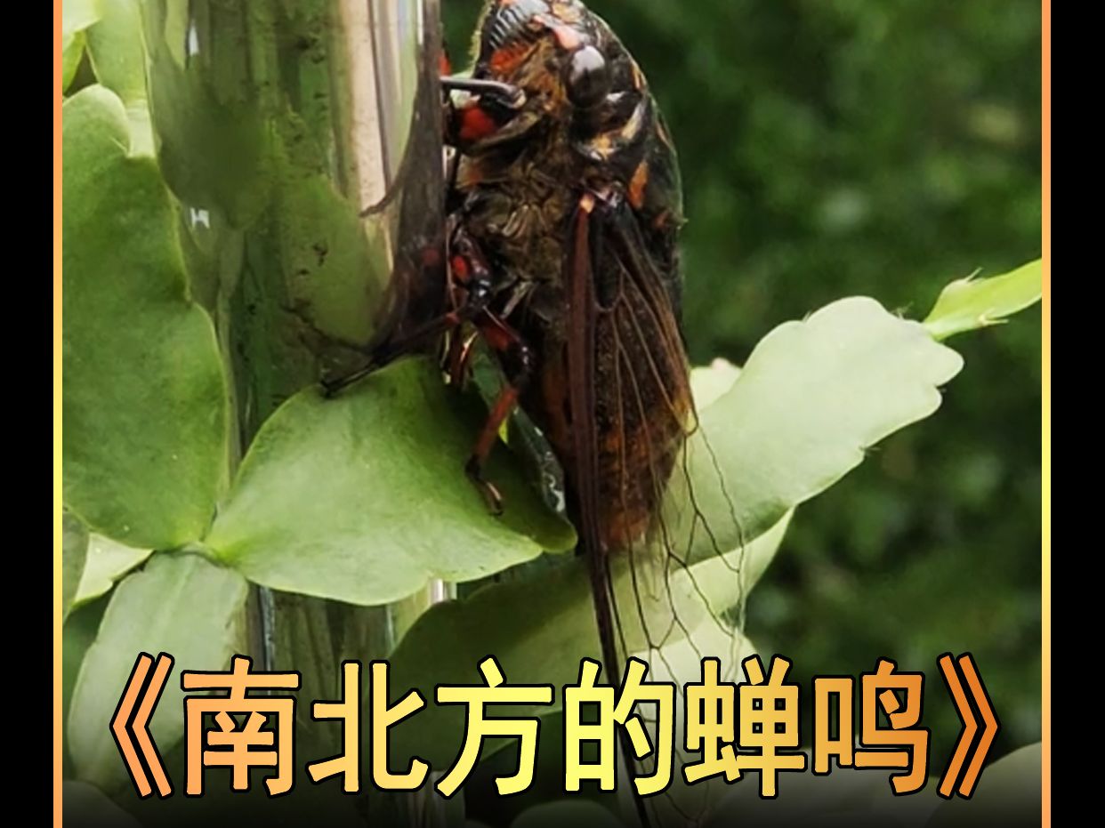 南方方不同的蝉叫声