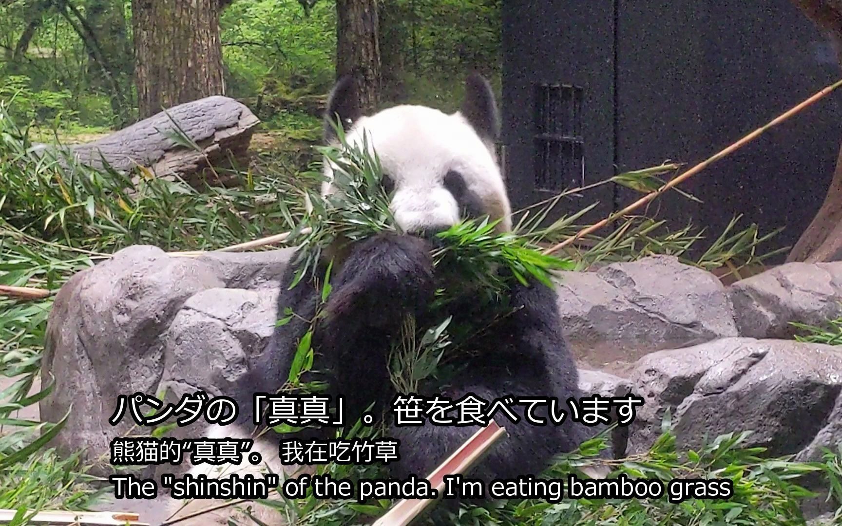 上野动物园的动物