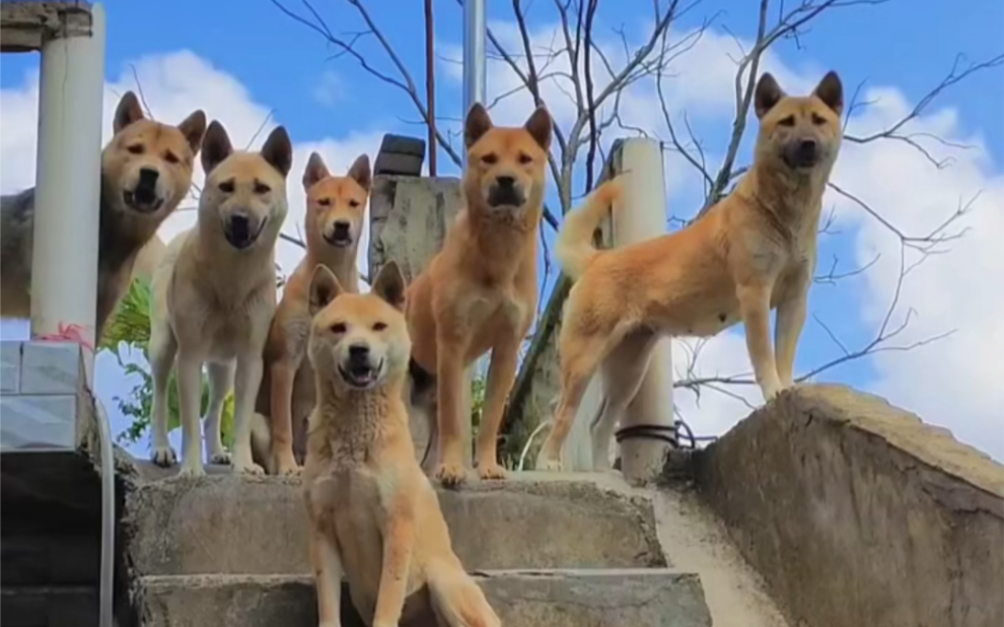 中华田园犬十大品种“下”哔哩哔哩bilibili