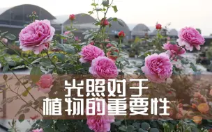 下载视频: 【惠惠的花园】光照对于月季来说是十分重要的 好的长势和开花性都离不开光照