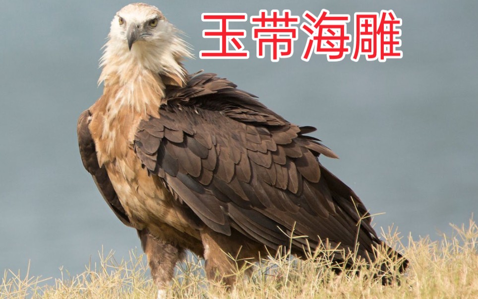 国家一级保护动物 玉带海雕