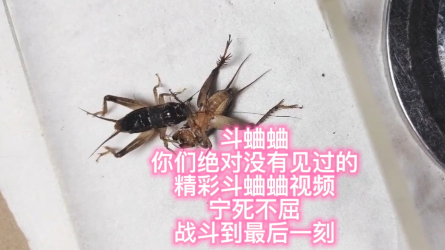 [图]斗蛐蛐，你们绝对没有见过的精彩斗蛐蛐视频，宁死不屈，战斗到最后一刻，这就是蟋蟀精神，永不放弃！