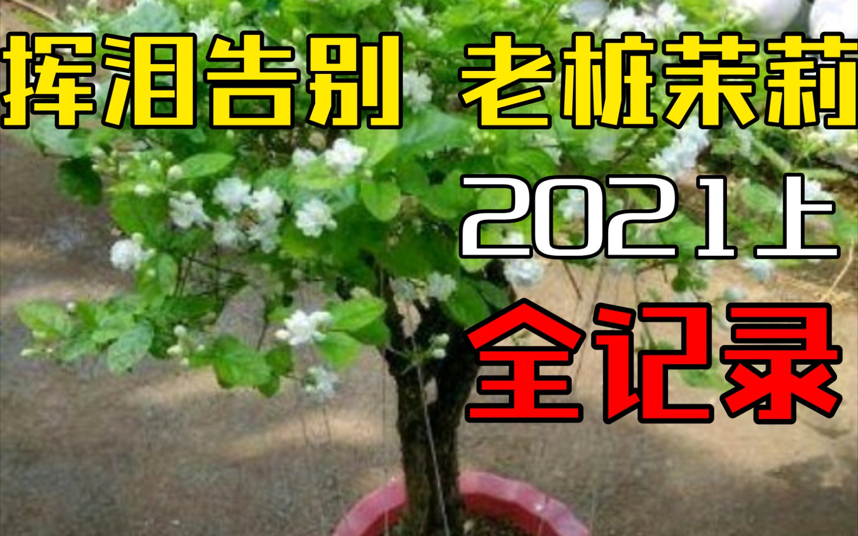 [图]2021上全记录！挥泪告别30年茉莉花老桩😭，迎接棒棒糖🍭小茉莉诞生，结尾高能！