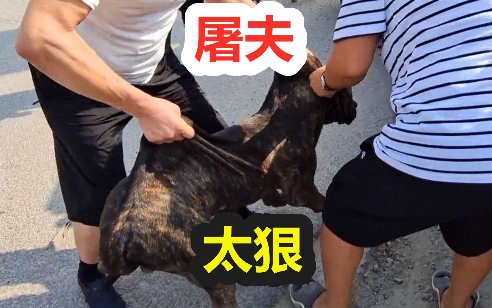 [图]在凶狠的猛犬进屠宰场都会变怂，狗贩子抓狗秘诀令人愤怒