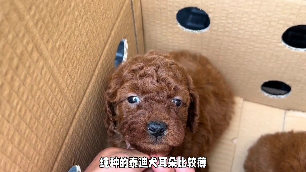 怎么分辨泰迪犬是不是纯种的哔哩哔哩bilibili