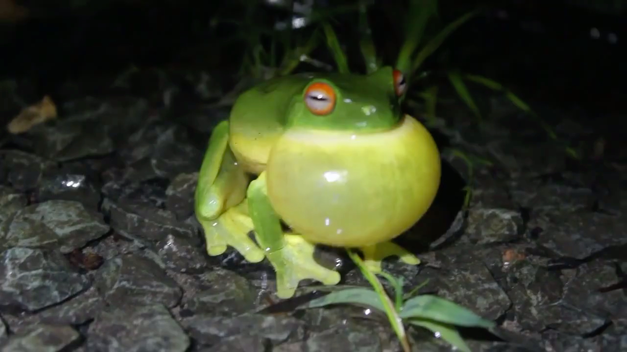 红眼雨滨蛙~成年的红眼雨滨蛙鼓膜达65毫米大