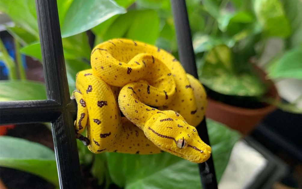 绿树蟒幼苗的颜色是真的好看!