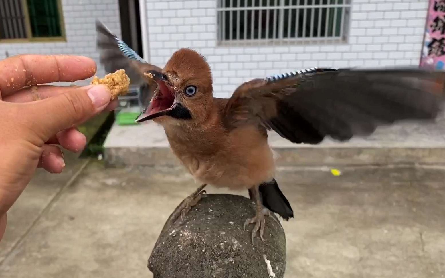 小伙捡到只松鸦幼鸟,养大后将其放回大自然