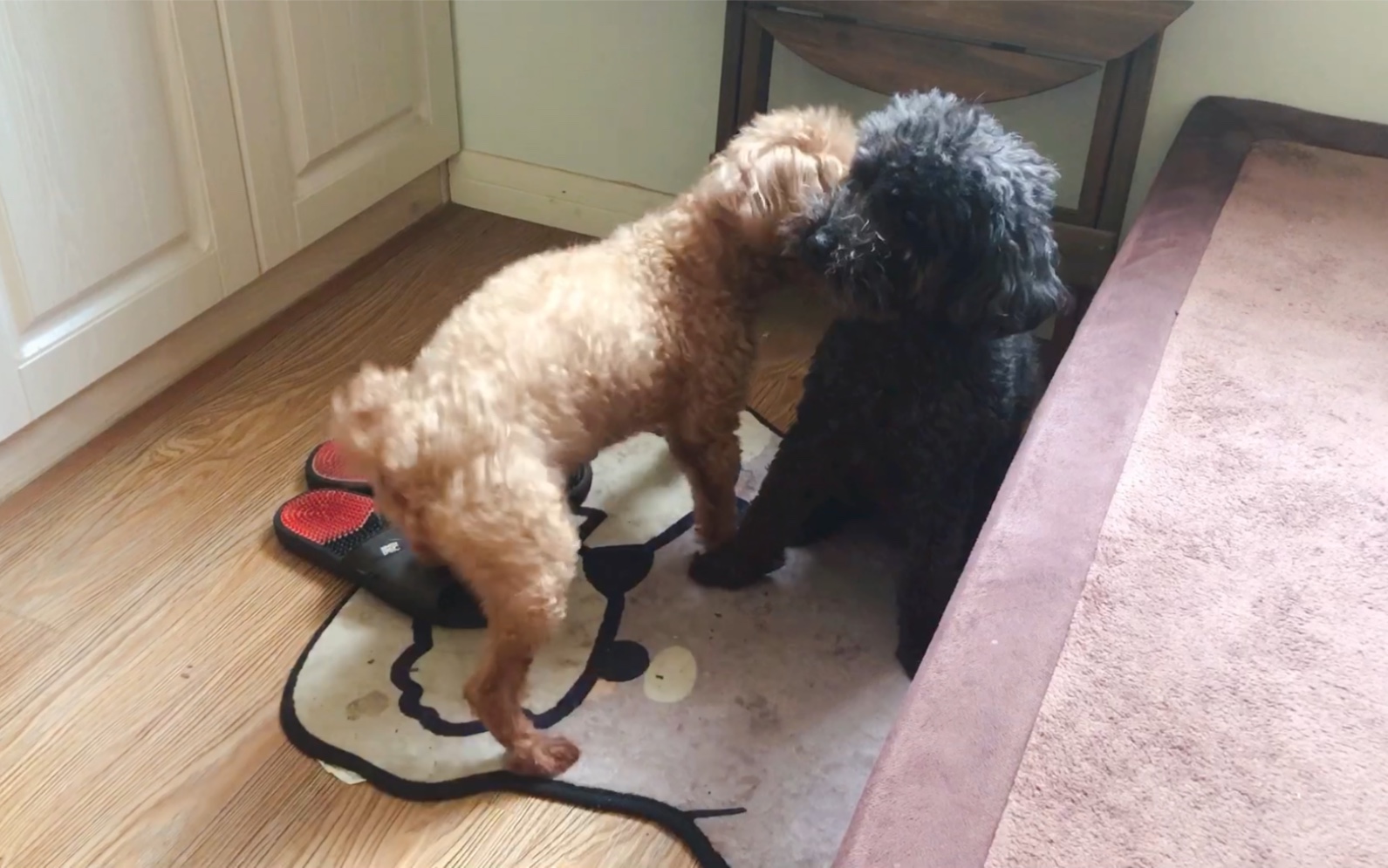 「泰迪」傻狗日常打闹_哔哩哔哩 (゜-゜)つロ 干杯~-bilibili