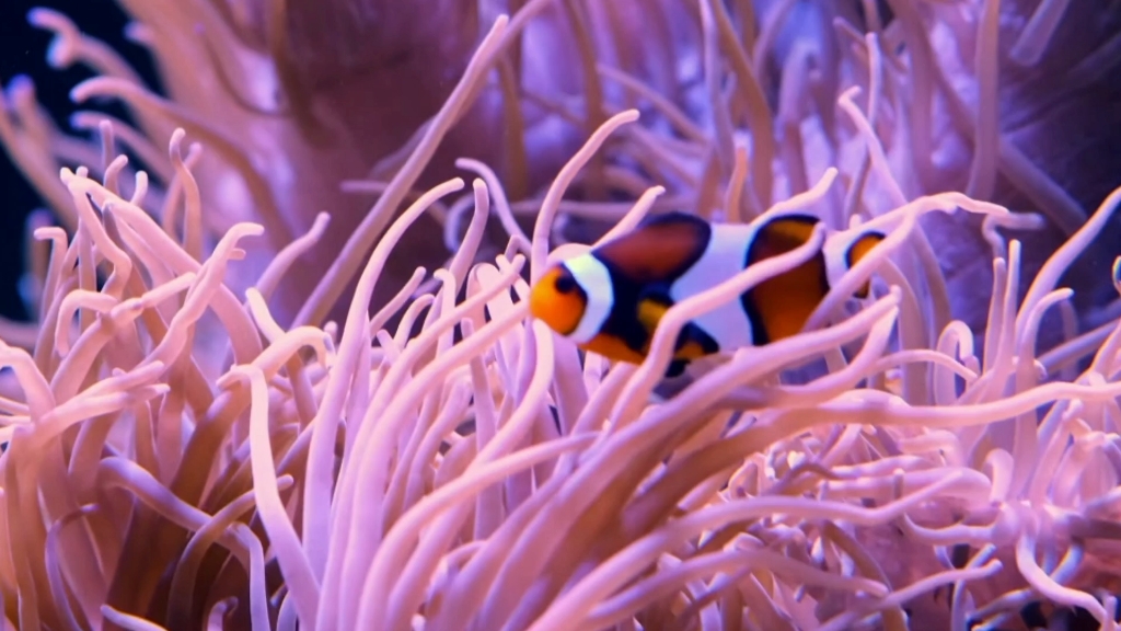 沉浸式观赏,海底乐园:小丑鱼与珊瑚的奇妙世界!