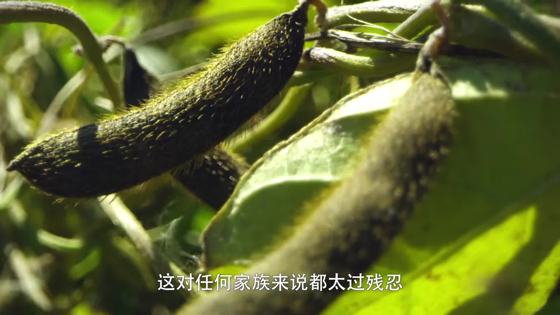 影响世界的中国植物 第07集 大豆哔哩哔哩bilibili