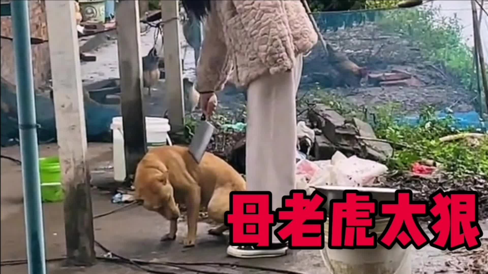 搞笑配音:不愧是母老虎谁见谁迷糊!哔哩哔哩bilibili