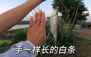 Video herunterladen: 路亚白条单用飞蝇钩口很少，做了一下小小的改变，连杆了，鱼咬口抖动的手感真好