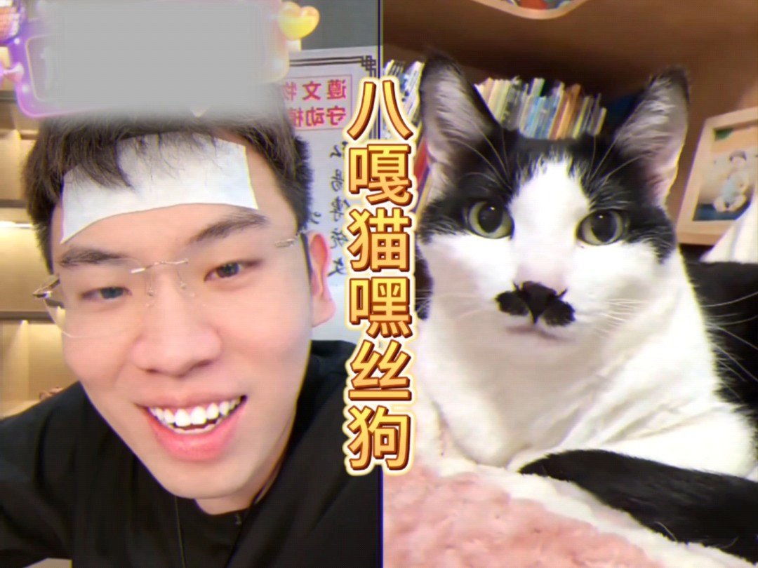 八嘎猫与嘿丝狗-听泉赏宝-听泉赏宝-哔哩哔哩视频