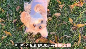 假如小狗会发朋友圈