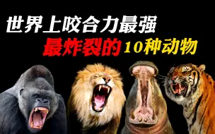 Descargar video: 世界上咬合力最炸裂的10种动物，你见过能把汽车给咬成两半的吗？