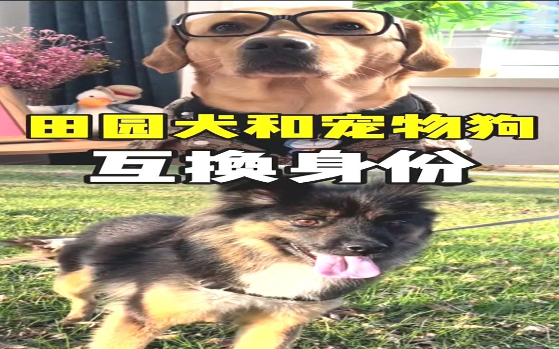 [图]田园犬小黑和宠物狗马克互换身份#萌宠出道计划 #动物图鉴