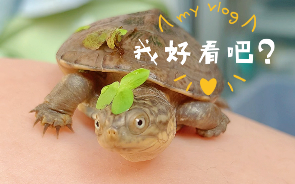 有只爱戴帽子的乌龟是种什么体验?哈哈