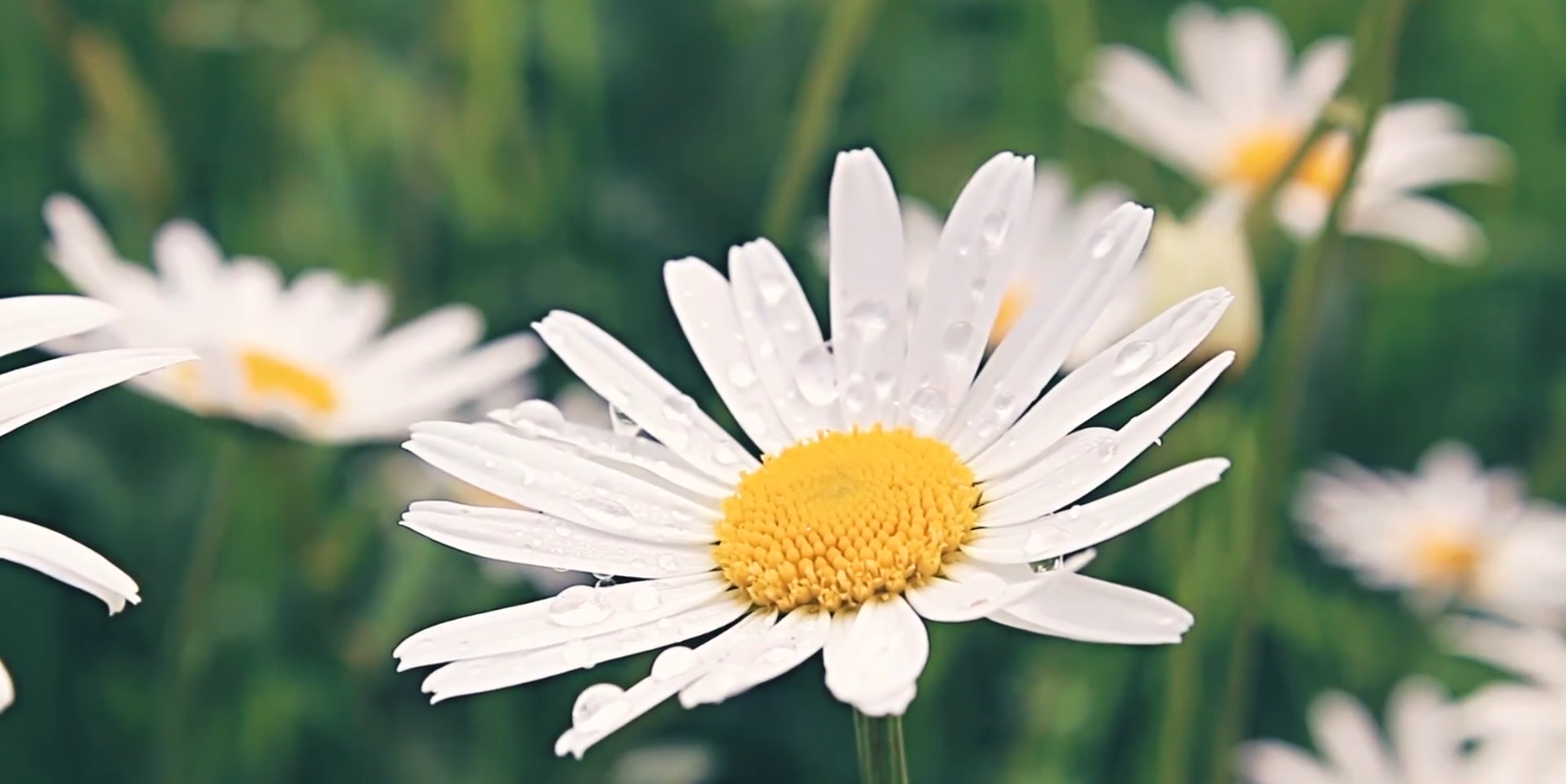 空镜头素材库存24.1.10.2(小雏菊)