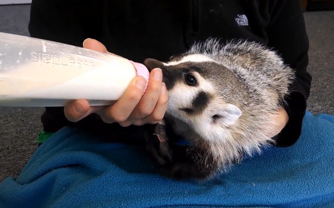 非洲霸主-平头哥的诞生-可爱的蜜獾小宝宝