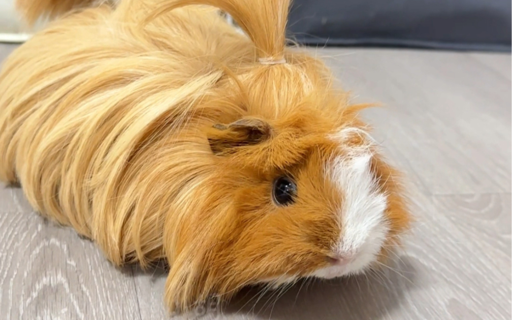 打扮荷兰猪,超级可爱的小摩卡