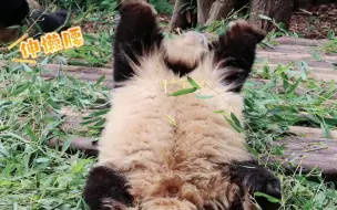 Скачать видео: 【大熊猫和花】吃累了，伸伸懒腰，一下击中了游客的心巴