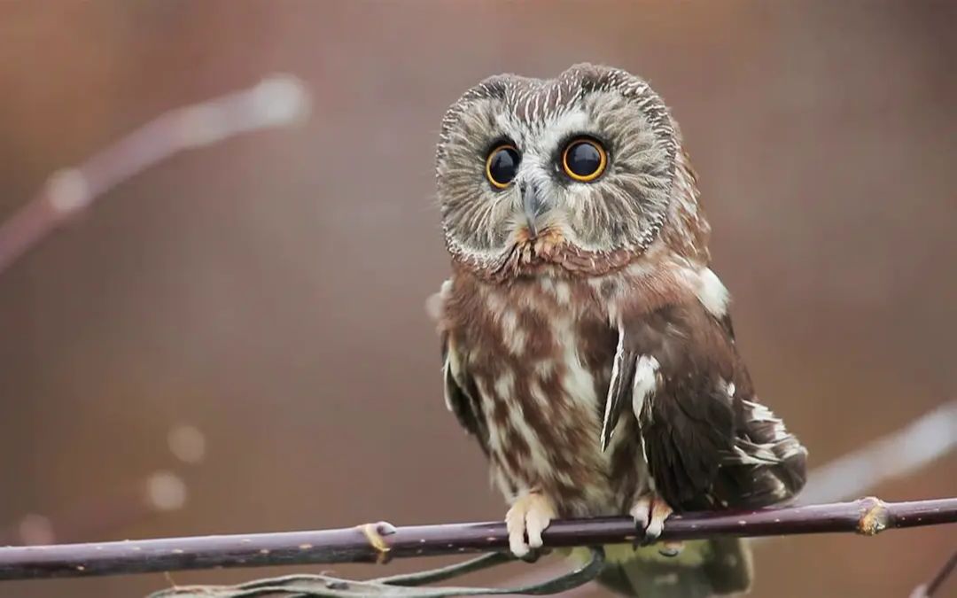 可爱的棕榈鬼鸮