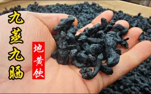 Tải video: 大龙古法炮制熟地，用时3月终出成品，泡上一杯地黄饮真舒心！