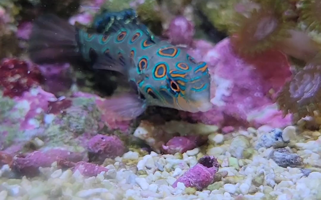 圆点青蛙海水鱼