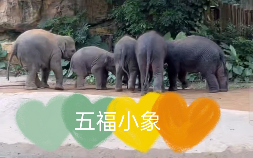 五福小象满场跑!