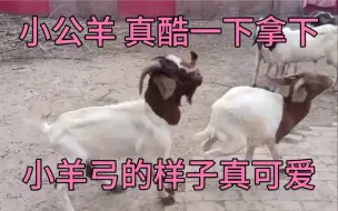 Tải video: 小公羊 真酷一下拿下，小羊弓的样子真可爱