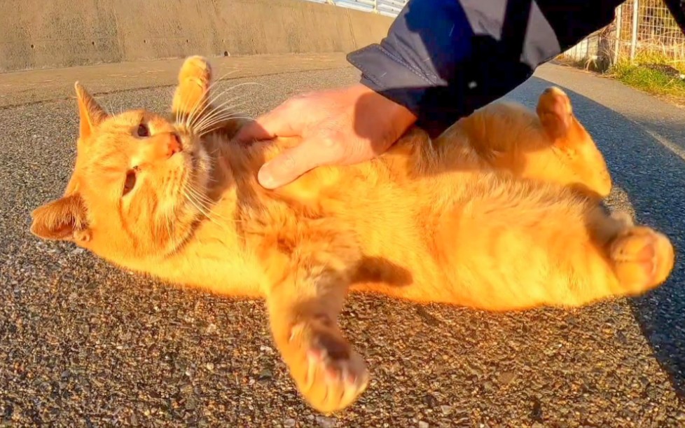 傍晚来渔港抚摸一只橘色虎斑猫