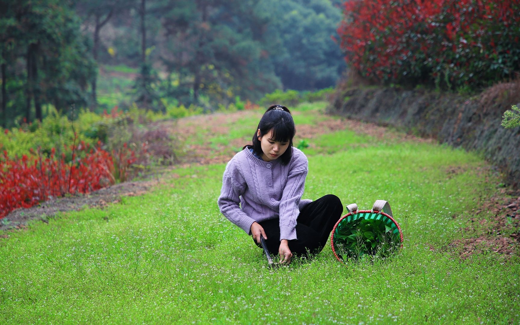 [图]春天田地里鲜嫩的野菜，没人能够拒绝采摘吧