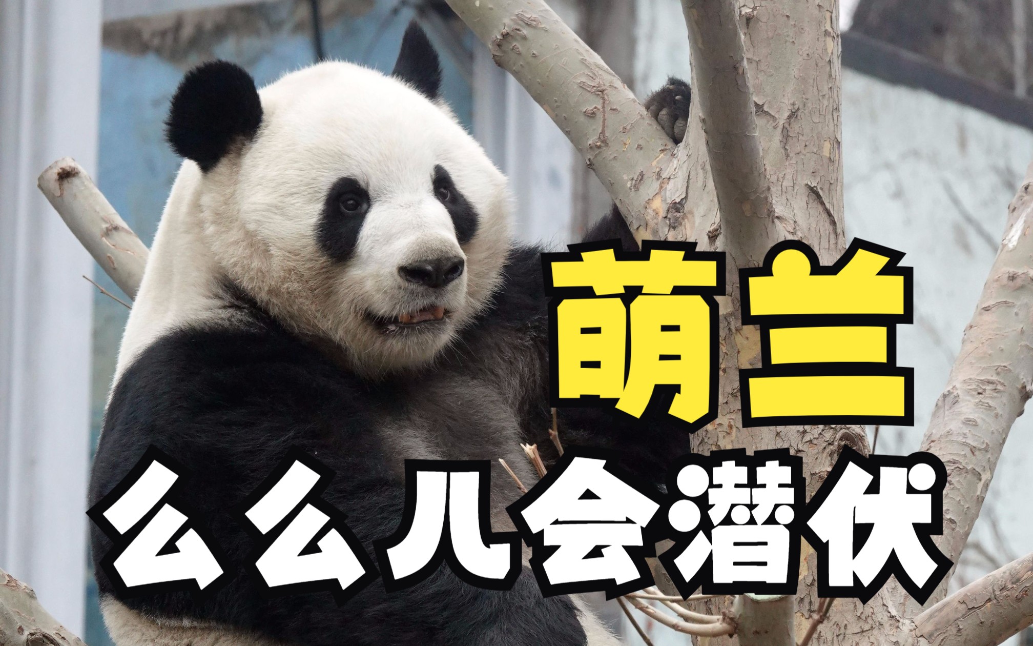 躲进竹海里面吃竹子,纪奶爸没少给李萌兰看潜伏吧!