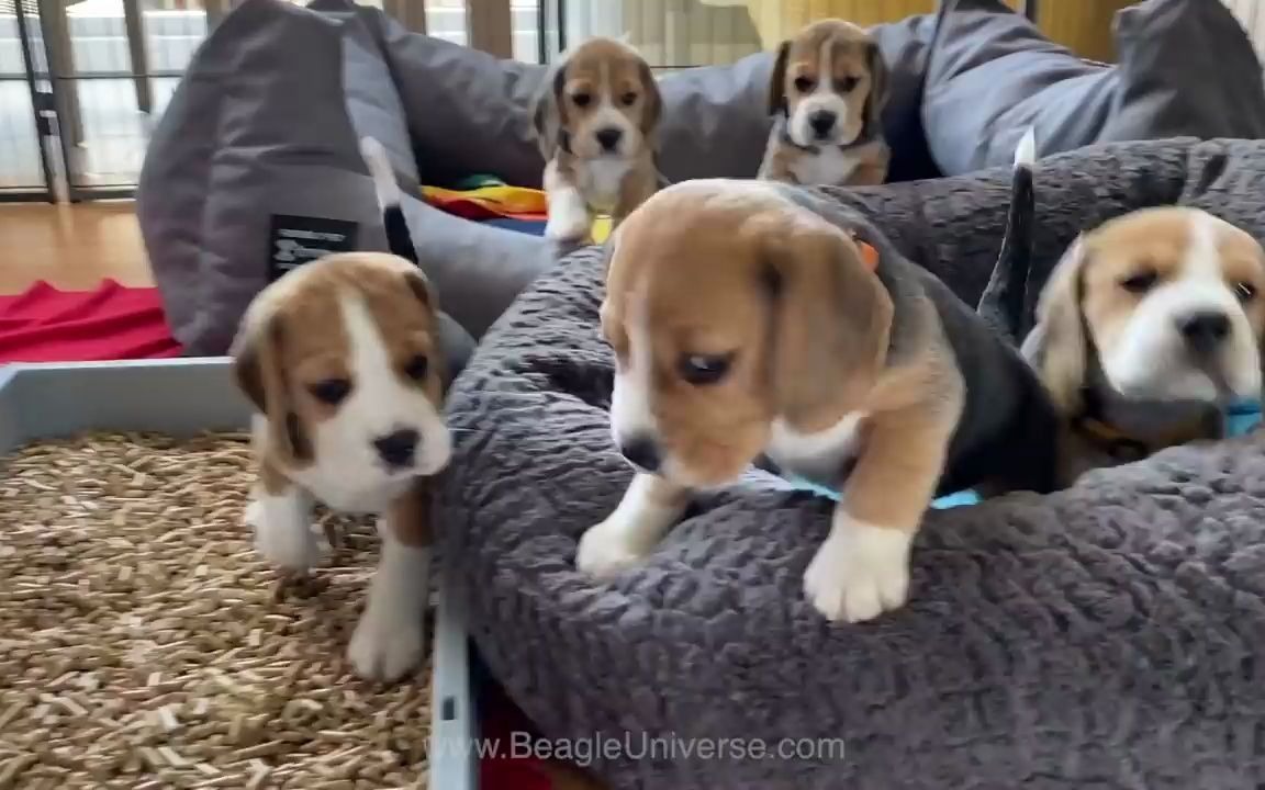 [图]比格犬小宝宝有多萌多可爱 Should i Get a Beagle Puppy Cute Beagle Puppies Compilation