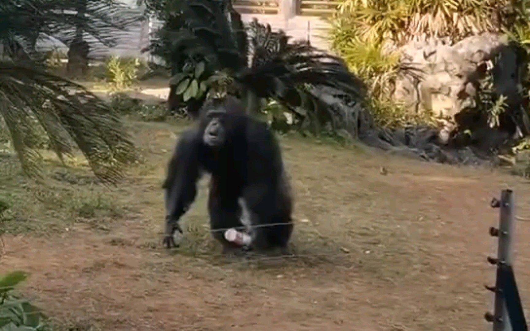 一只会跳迪斯科的大猩猩