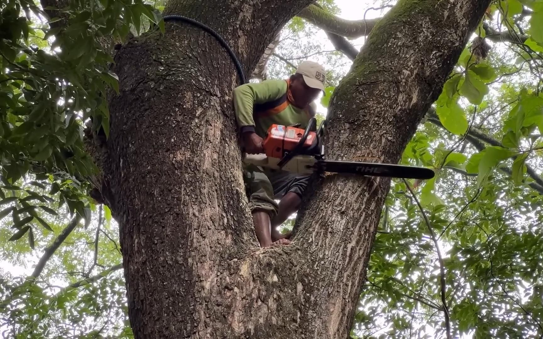 伐木工砍伐一棵又大又高的特伦贝西树