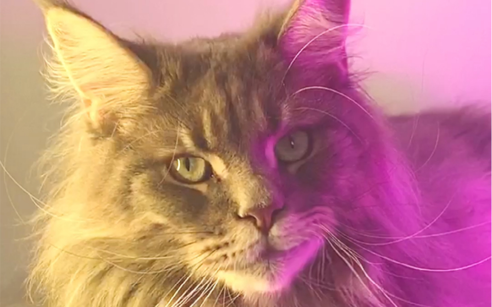 活动作品我家猫的邪笑火了你看了多少遍