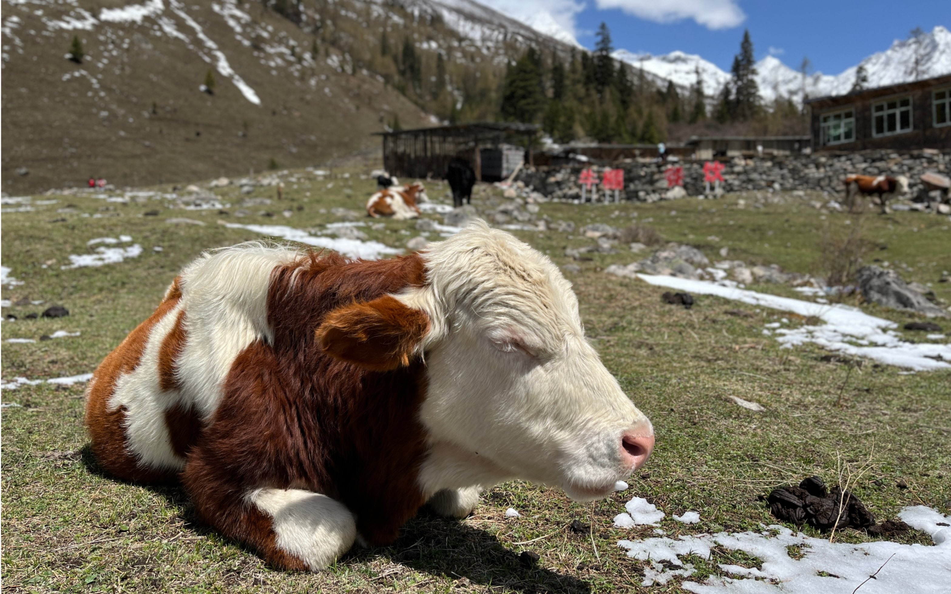 野生萌宠,突出一个听话