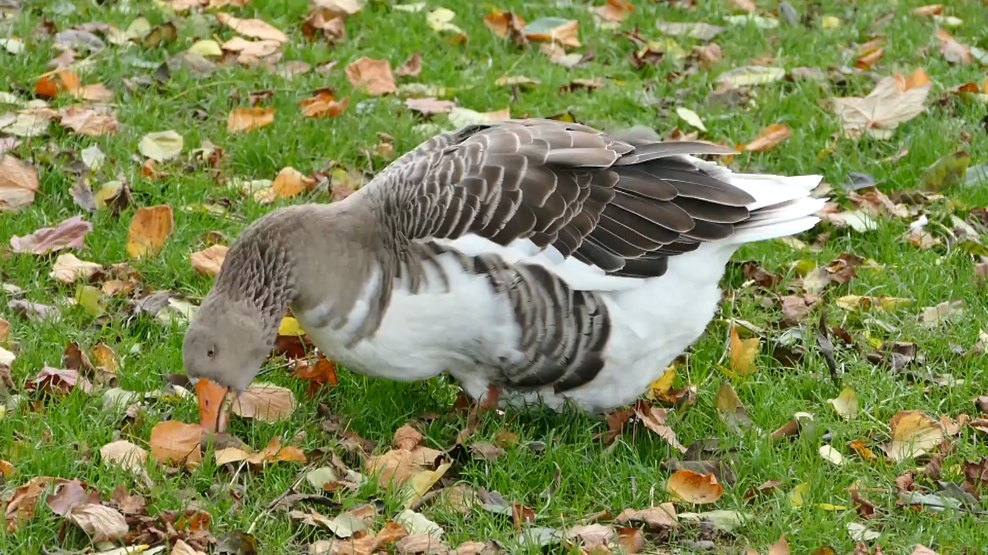 动物观察局/吃草的鸭子2
