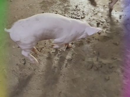 猪副嗜血杆菌病集中治疗,中午有了点起色