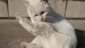 白猫project 6周年决战9999 追加莉露版本 哔哩哔哩 つロ干杯 Bilibili