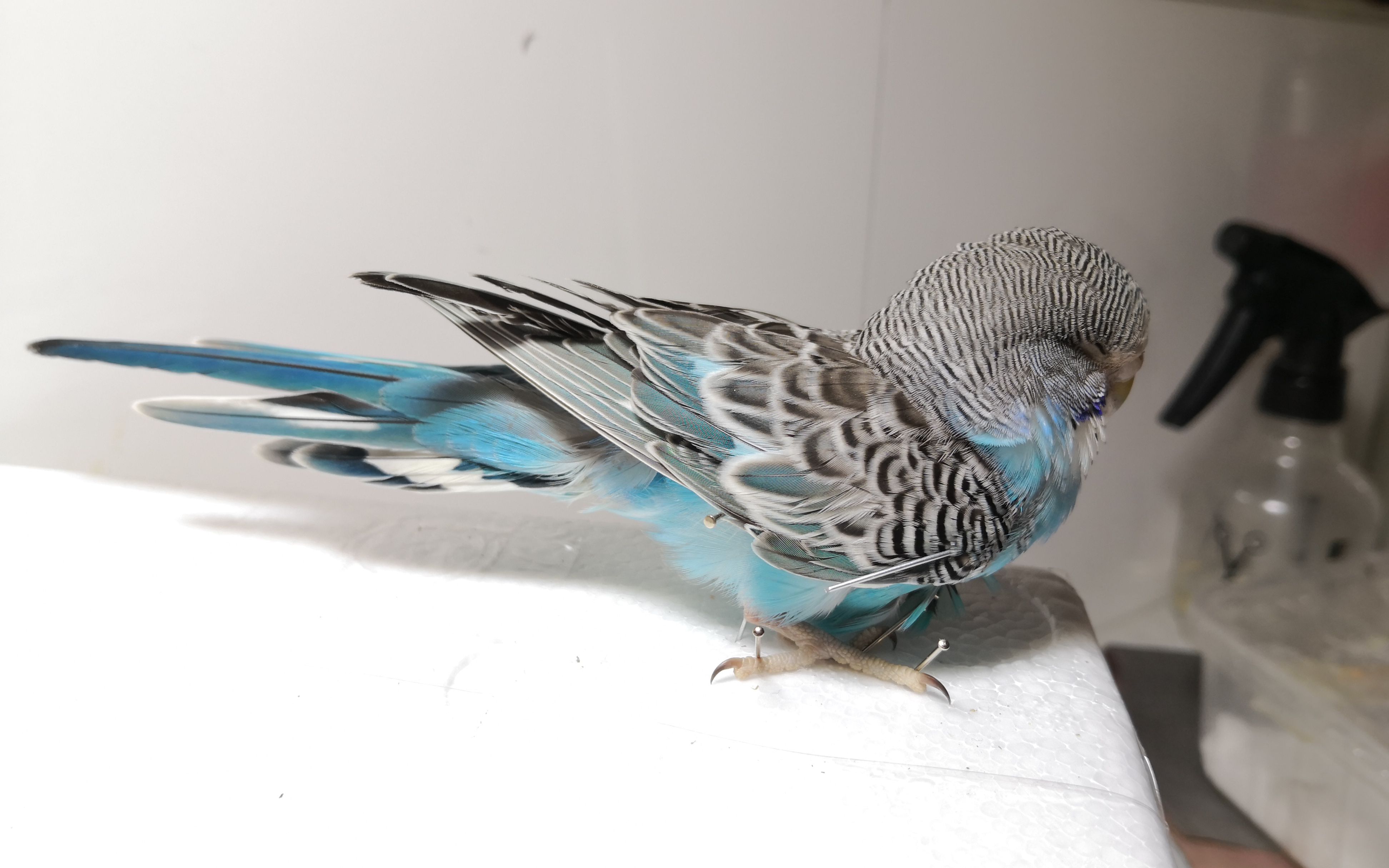 【樱桃带走了这只委屈巴巴的鹦鹉】蓝宝石虎皮鹦鹉剥制标本制作【梳