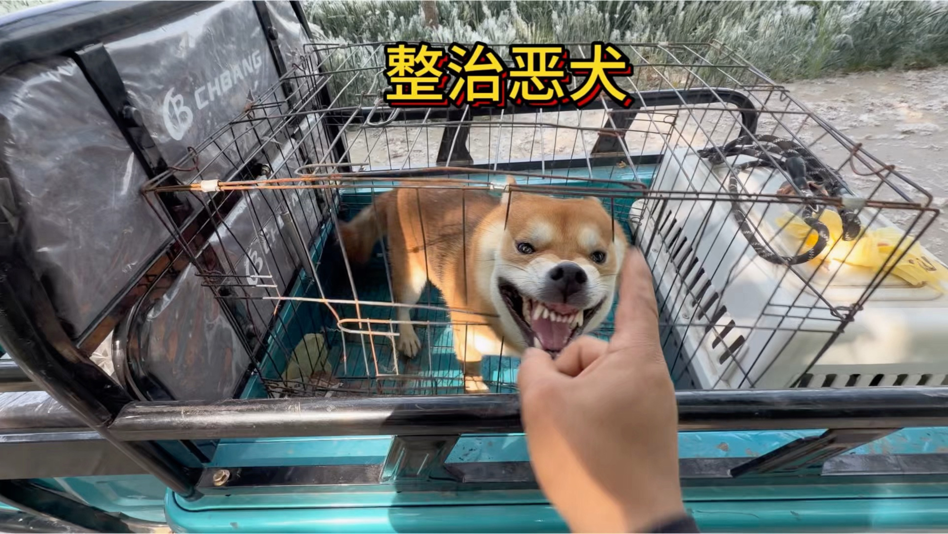 今天来了一只咬人又护食的恶犬对于这种恶犬必须把它的坏习惯给改正。-于大仙的农村生活-于大仙的农村生活-哔哩哔哩视频