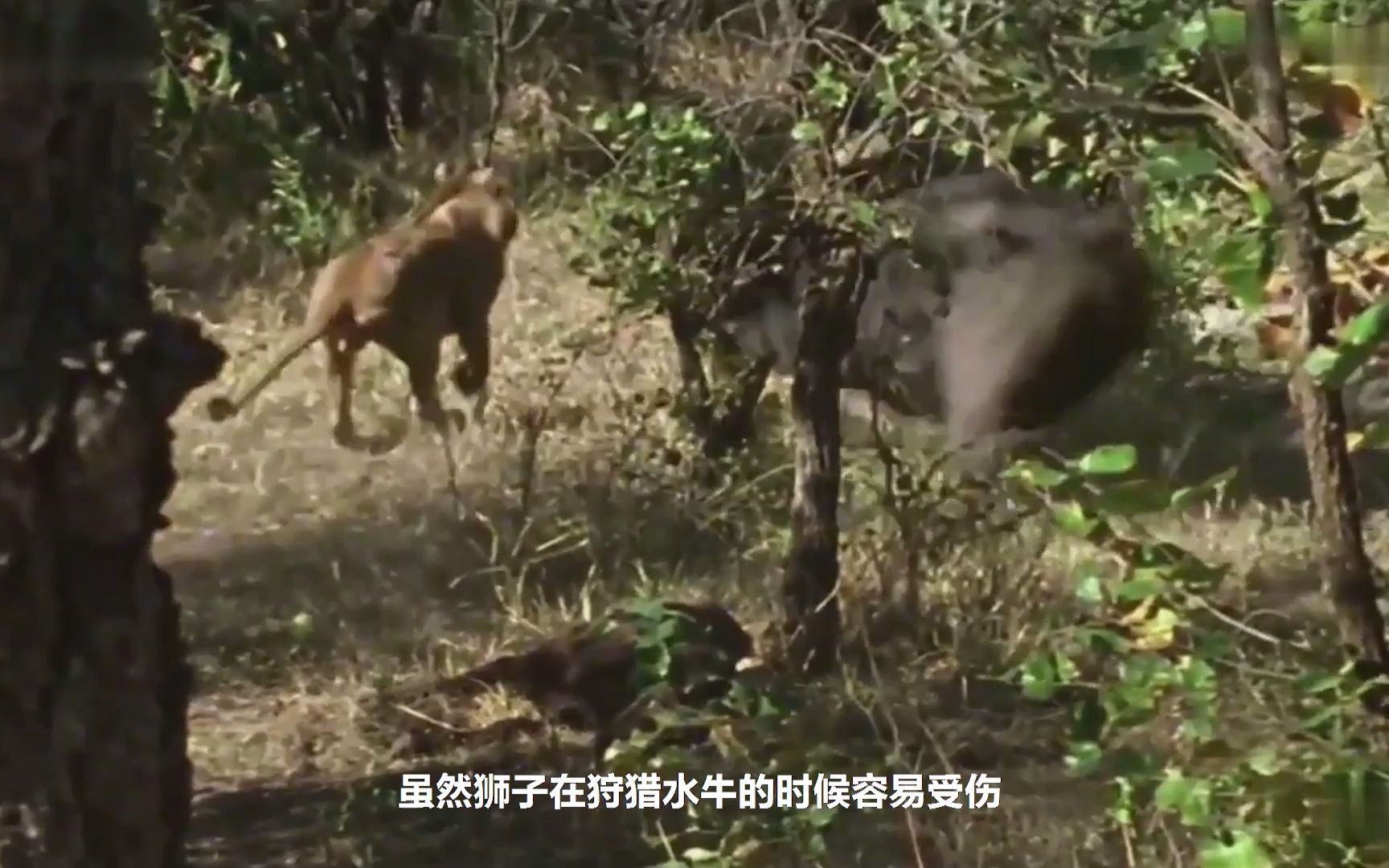 [图]水牛群在旱季迁徙度日，不断遭到狮子狩猎，两者是永世的仇敌