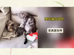 下载视频: 狸花猫在国内太嚣张？你是没见过它在国外的霸气德行