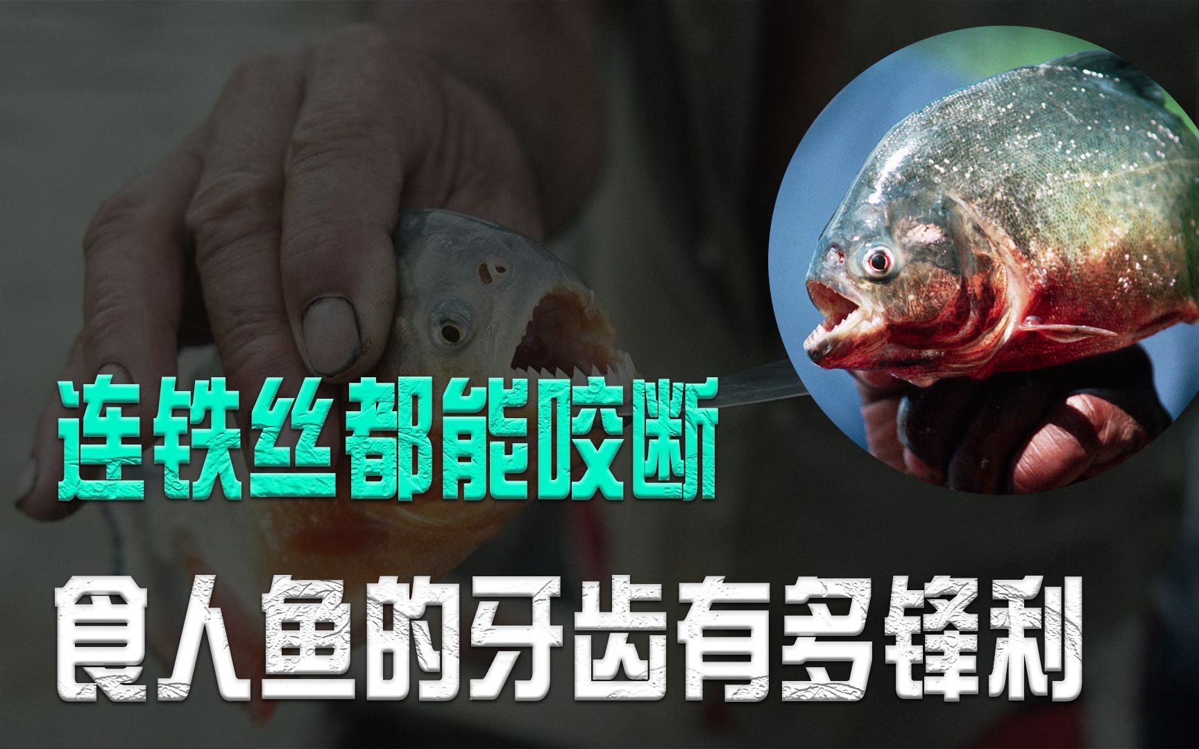 連鐵絲都能咬斷,食人魚的牙齒到底有多鋒利?在野外還有天敵嗎?