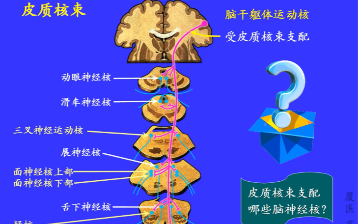 [图]厦医高洪泉老师：系统解剖学（神经系统）——4神经传导通路