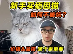 下载视频: 新手买缅因猫，如何不被坑？品相&价格哪个更重要？缅因猫毛色、体型Q&A