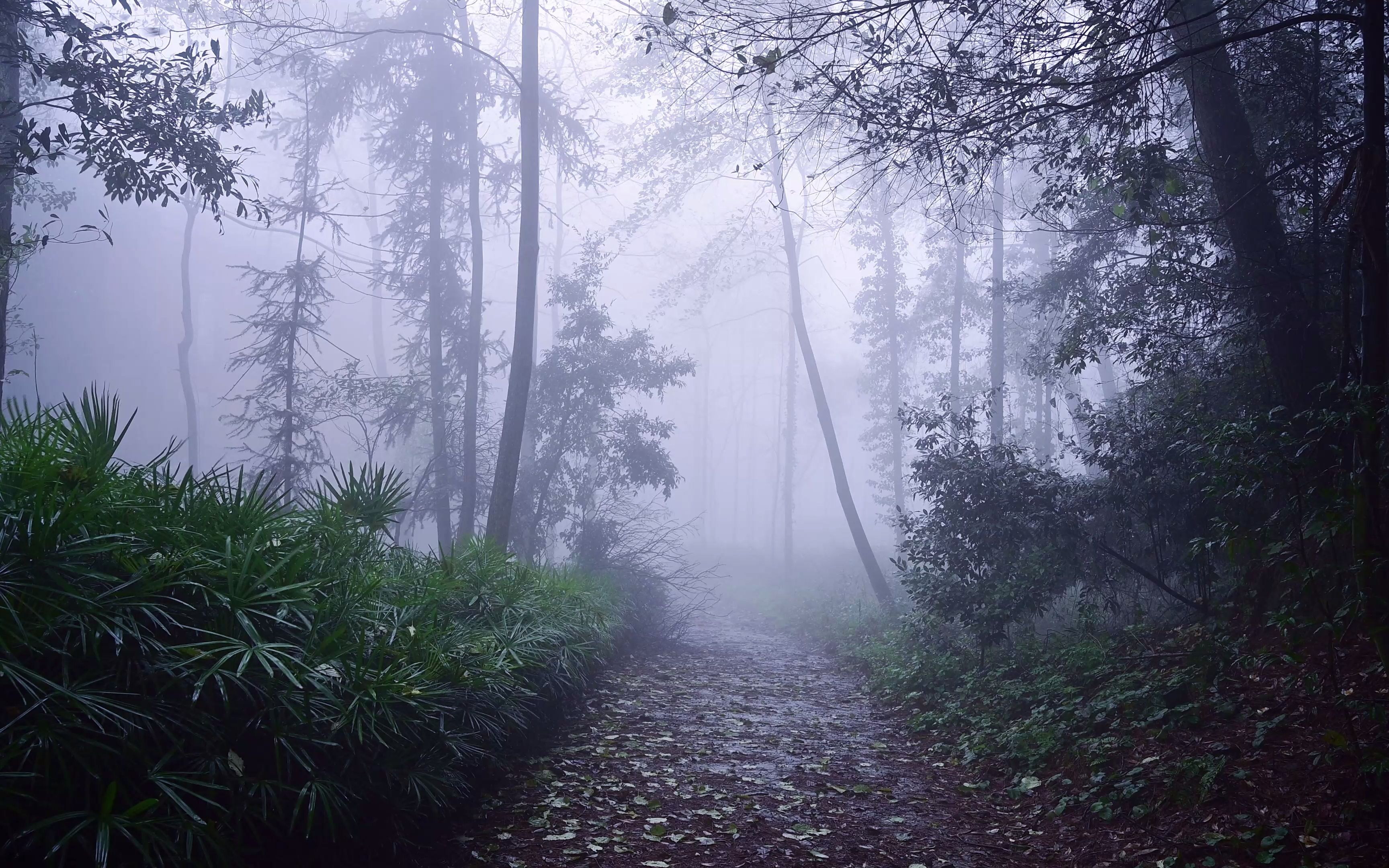 [图]4K雨雾森林原声-缙云山